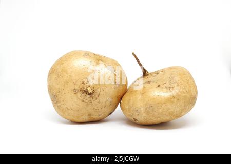 Ganze frische rohe Jicama, mexikanische Rüben, Yambohne, Pachyrhizus erosus oder Singkamas isoliert auf weißem Hintergrund. Stockfoto