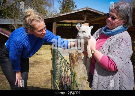 Kienitz, Deutschland. 12. April 2022. Die Berliner Urlauberin Claudia Kleinert (l.) streichelt ein paar Tage altes Lamm der Skudden-Rasse, gehalten von Barbara Brunat, Betreiberin des Erlenhofs. Der Ferienhof im Mittleren Oderbruch bietet naturnahe Ferien von April bis Oktober auf einem weitläufigen Gelände und Übernachtungen in sechs Hirtenwägen sowie in einer Blockhütte. Maximal 15 Gäste finden auf dem Bauernhof Platz zum Schlafen, und es gibt weder Fernseher noch Radios in den Waggons und in der Kabine. (To dpa: ' 'Schäferstündchen im Schäferwagen' im Oderbruch') Quelle: Soeren Sache/dpa/Alamy Live News Stockfoto