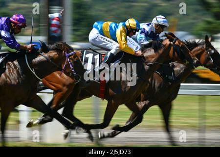 REEFTON, NEUSEELAND, 5 2022. JANUAR; Jockeys reiten bei einem Landrennen am 5. Januar 2022 hart ins Ziel. Stockfoto