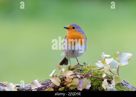 Robin [ Erithacus rubecula ] auf Moos und Efeu bedecktem Baumstamm mit sauberem grünem Hintergrund Stockfoto