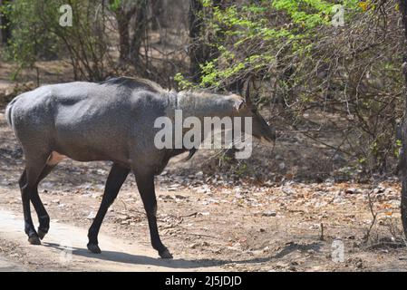 Erwachsener männlicher Nilgai oder blauer Bulle oder Boselaphus tragocamelus ein größtes asiatisches Antilopenprofil in offenem Feld oder Grasland im goldenen Stundenlicht bei Stockfoto