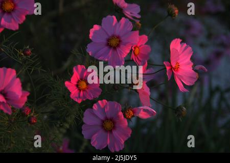 Pink Cosmos blüht im Abendlicht Stockfoto