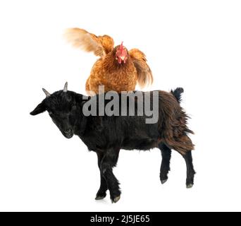 ziege und Huhn vor weißem Hintergrund Stockfoto