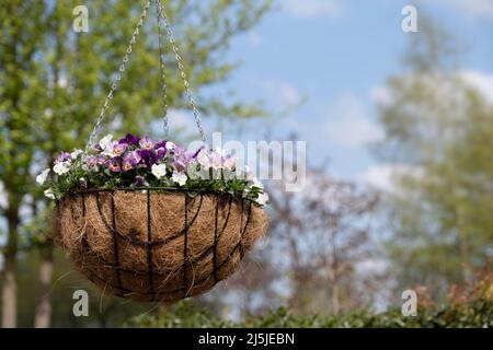 An einer Kette hängt ein Korb mit Metallrahmen und bunten Veilchen vor einem frischen frühlingsblauen Himmel Stockfoto