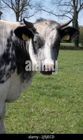 Schwarz-weiß gefleckte Kuh mit Hörnern dreht den Kopf nach rechts und blickt mit Interesse in die Kamera, in eine grüne Frühlingswiese Stockfoto