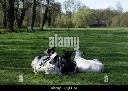 Vier schwarz-weiß gefleckte Kühe käuern in einer grünen Frühlingswiese in den Niederlanden glücklich Stockfoto