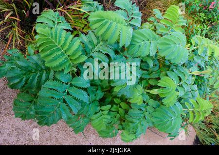 Melianthus major (Honigblume) Blätter mit Tau bedeckt Stockfoto