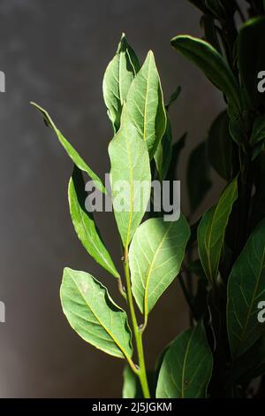 Bouquet von frischen Zweigen von Lorbeerblättern. Originelles Herrengeschenk. Lorbeerblatt in der Sonne. Stockfoto