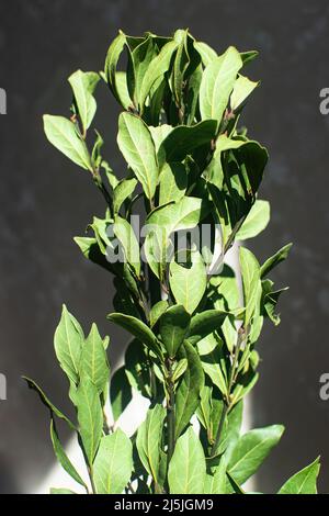 Bouquet von frischen Zweigen von Lorbeerblättern. Originelles Herrengeschenk. Lorbeerblatt in der Sonne. Stockfoto