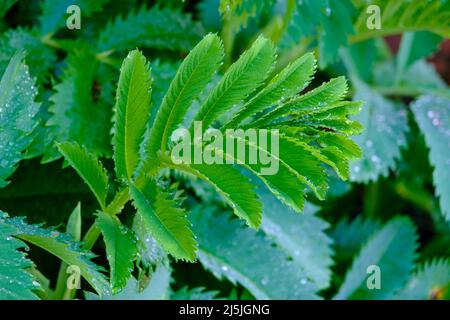 Melianthus major (Honigblume) Blätter mit Tau bedeckt Stockfoto