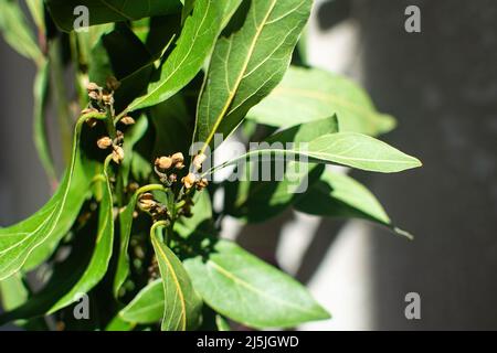 Bouquet von frischen Zweigen von Lorbeerblättern. Originelles Herrengeschenk. Lorbeerblatt in der Sonne. Stockfoto