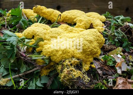 Der erbrochene Schleimschimmel des Hundes (auch bekannt als Rühreierschleim oder Blüten der Bräune), Fuligo septica, wächst auf einem Komposthaufen Stockfoto