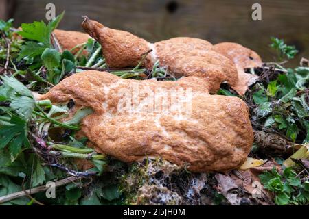 Der erbrochene Schleimschimmel des Hundes (auch bekannt als Rühreierschleim oder Blüten der Bräune), Fuligo septica, wächst auf einem Komposthaufen Stockfoto