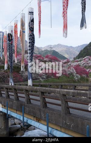 achi Village, nagano, japan, 2022/23/04 , Koinobori im Achi-mura Village in Nagano, einem der besten Orte, um Pfirsichblüten zu sehen. Koinobori, Stockfoto