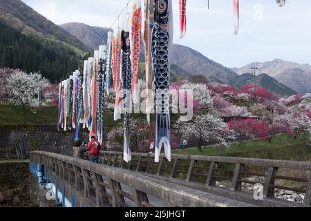 achi Village, nagano, japan, 2022/23/04 , Koinobori im Achi-mura Village in Nagano, einem der besten Orte, um Pfirsichblüten zu sehen. Koinobori, Stockfoto