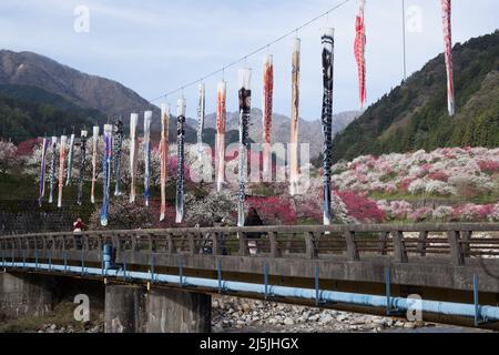 achi Village, nagano, japan, 2022/23/04 , Koinobori im Achi-mura Village in Nagano, einem der besten Orte, um Pfirsichblüten zu sehen. Koinobori, Stockfoto