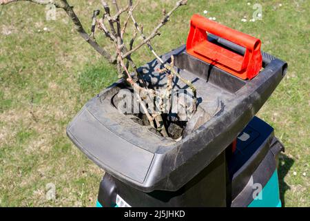 Baumzweige in elektrischen Gartenschredder mit verwittertem Rasen im Hintergrund eingefügt. Reinigung rund um das Haus. Arbeiten im Garten. Stockfoto