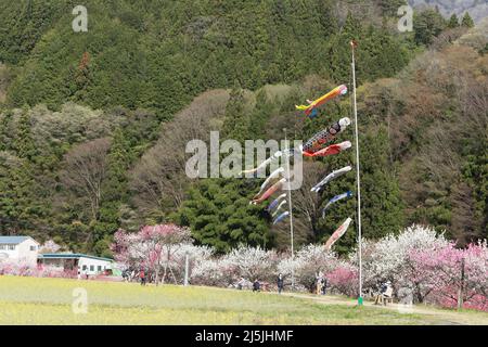 achi Village, nagano, japan, 2022/23/04 , Koinobori im Achi-mura Village in Nagano, einem der besten Orte, um Pfirsichblüten zu sehen. Koinobori, Stockfoto