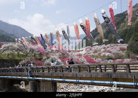 achi Village, nagano, japan, 2022/23/04 , Koinobori im Achi-mura Village in Nagano, einem der besten Orte, um Pfirsichblüten zu sehen. Koinobori, Stockfoto