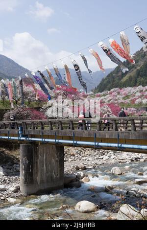 achi Village, nagano, japan, 2022/23/04 , Koinobori im Achi-mura Village in Nagano, einem der besten Orte, um Pfirsichblüten zu sehen. Koinobori, Stockfoto