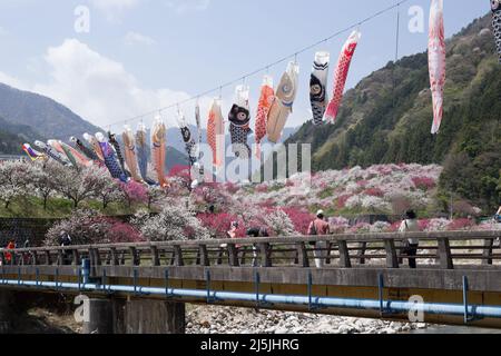 achi Village, nagano, japan, 2022/23/04 , Koinobori im Achi-mura Village in Nagano, einem der besten Orte, um Pfirsichblüten zu sehen. Koinobori, Stockfoto