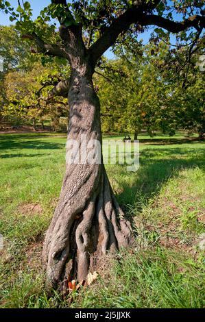 Judas-Baum (Cercis siliquastrum), Park Villa Borghese, Rom, Latium, Italien Stockfoto