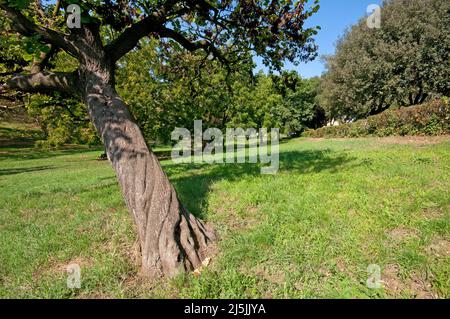 Judas-Baum (Cercis siliquastrum), Park Villa Borghese, Rom, Latium, Italien Stockfoto