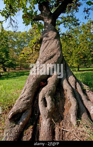 Judas-Baum (Cercis siliquastrum), Park Villa Borghese, Rom, Latium, Italien Stockfoto