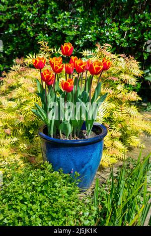 Tulip 'Kings Cloak' mit leuchtend roten und orangen Blüten, die Ende April in einem britischen Garten blühen. Gelbes Laub von Sorbaria' Sem im Hintergrund. Stockfoto