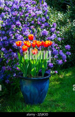 Tulip 'Kings Cloak' mit leuchtend roten und orangen Blüten, die Ende April in einem britischen Garten blühen. Hintergrund von Rhododendron 'Blue Diamond' Stockfoto