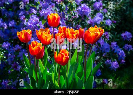 Tulip 'Kings Cloak' mit leuchtend roten und orangen Blüten, die Ende April in einem britischen Garten blühen. Hintergrund von Rhododendron 'Blue Diamond' Stockfoto