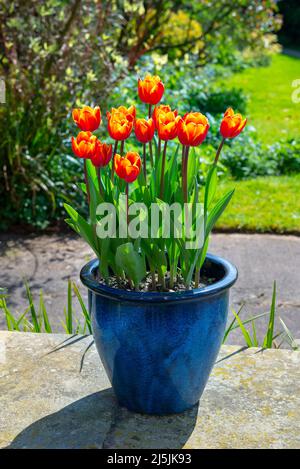 Tulip 'Kings Cloak' mit leuchtend roten und orangen Blüten, die Ende April in einem britischen Garten blühen. In einem kontrastierenden blau glasierten Topf gepflanzt. Stockfoto