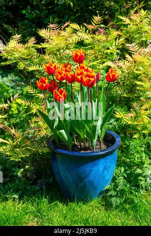 Tulip 'Kings Cloak' mit leuchtend roten und orangen Blüten, die Ende April in einem britischen Garten blühen. Hintergrund von Sorbaria „Sem“ Stockfoto