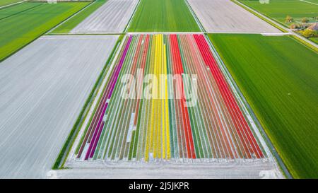 Luftaufnahme von bunten Tulpenfeldern in Holland Stockfoto