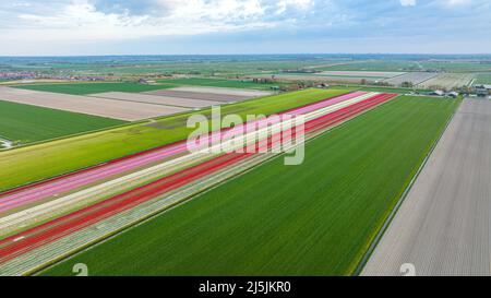 Luftaufnahme von bunten Tulpenfeldern in Holland Stockfoto