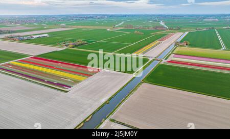 Luftaufnahme von bunten Tulpenfeldern in Holland Stockfoto