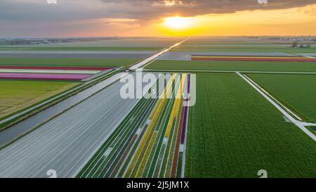 Sonnenuntergang über bunten Tulpenfeldern in Holland Stockfoto