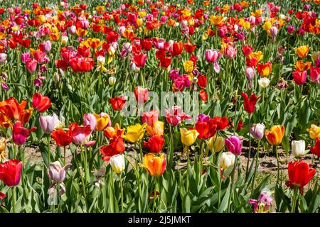 Ein buntes Feld voller blühender Tulpenblüten Stockfoto