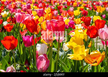 Ein Feld voller farbenprächtiger, blühender Tulpenblüten Stockfoto