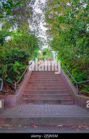 Treppe an einem Hang inmitten von Bäumen und Pflanzen in San Francisco, Kalifornien. Außentreppe mit roten Betonblöcken und Metallhandrai Stockfoto