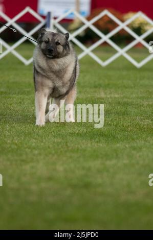 Norwegischer Elkhound in einer Hundeausstellung in New York Stockfoto