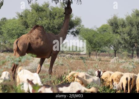 Nahaufnahme eines Kameltieres, das Baumblätter auf dem Feld frisst Stockfoto