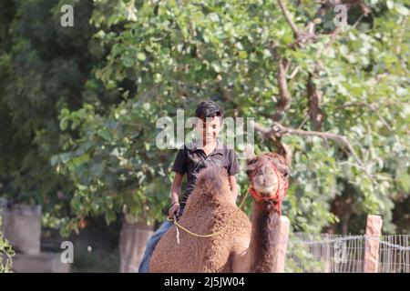 Pali Rajasthan, Indien, 30. Oktober 2022.Close-up Editorial Foto eines indischen kleinen Jungen auf einem Kameltier reiten Stockfoto