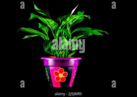 Friedenspflanze in einem hell gestrichenen Pflanzentopf, der vor schwarzem Hintergrund isoliert ist Stockfoto