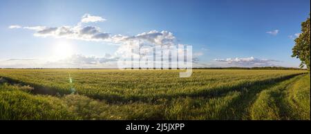 Panorama mit Blick auf das Feld von Roggen, blauen Himmel und Wolken bei Sonnenuntergang Stockfoto