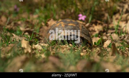 Wilde Schildkröte, die im Gras auf dem Waldboden steht. Die Idee des Erwachens der Natur. Selektiver Fokus. Stockfoto