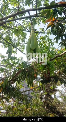 CEIBA PENTANDRA hängt Schoten auf einem Baumwollbaum Stockfoto