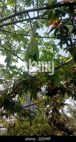 CEIBA PENTANDRA hängt Schoten auf einem Baumwollbaum Stockfoto