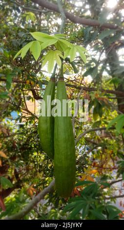 CEIBA PENTANDRA hängt Schoten auf einem Baumwollbaum Stockfoto