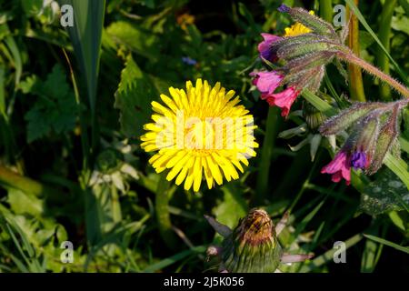 Gewöhnlicher Löwinenzapfen (Taraxacum officinale), der häufig als Gartengras angesehen wird, Sussex, Großbritannien Stockfoto